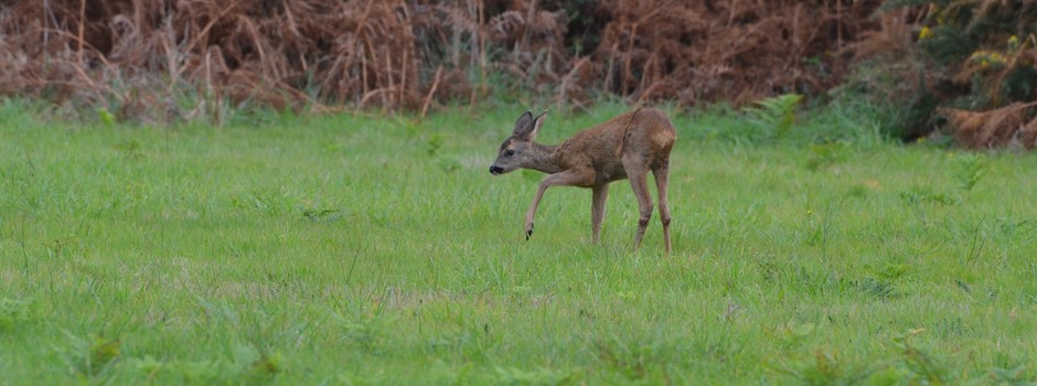 Sur le sentier des douaniers